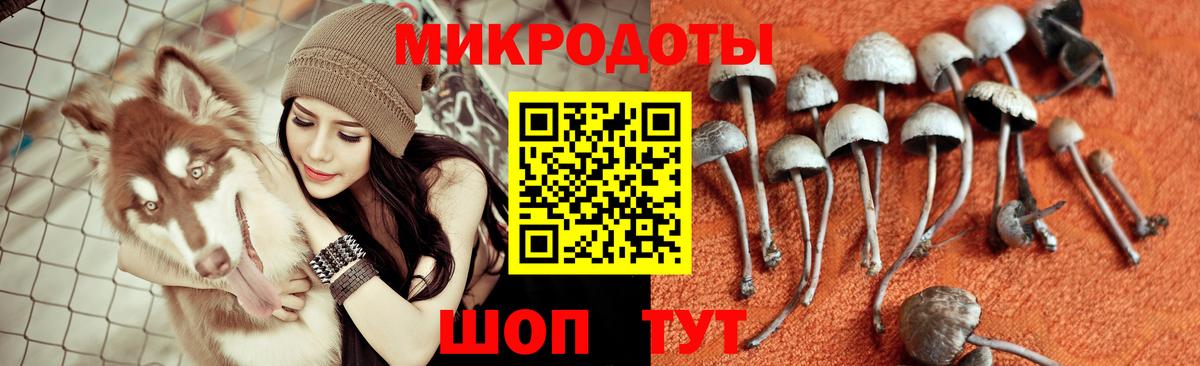 Псилоцибиновые грибы прущие грибы Дербент